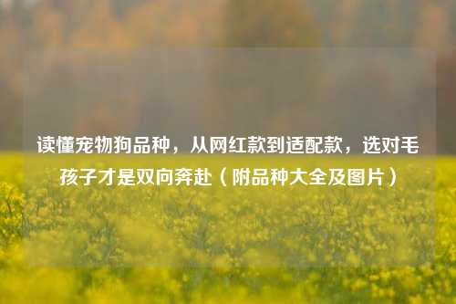 读懂宠物狗品种，从网红款到适配款，选对毛孩子才是双向奔赴（附品种大全及图片）